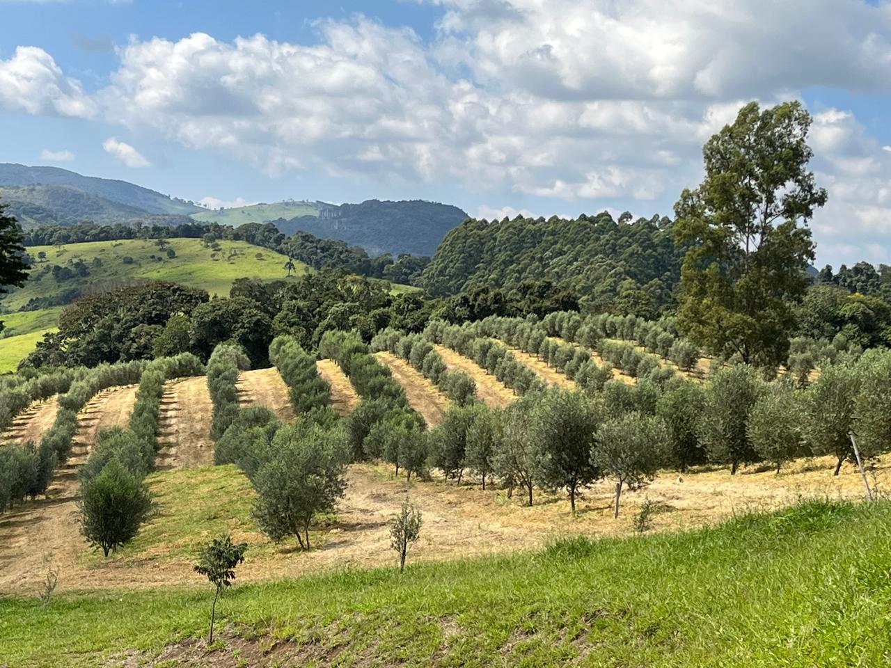 Três variedades,
um terroir.