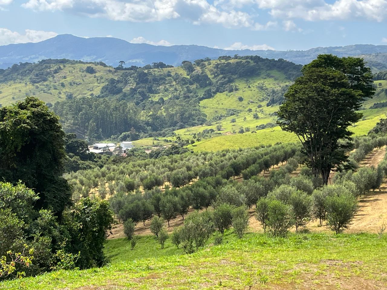Da Serra
da Mantiqueira
para a mesa.